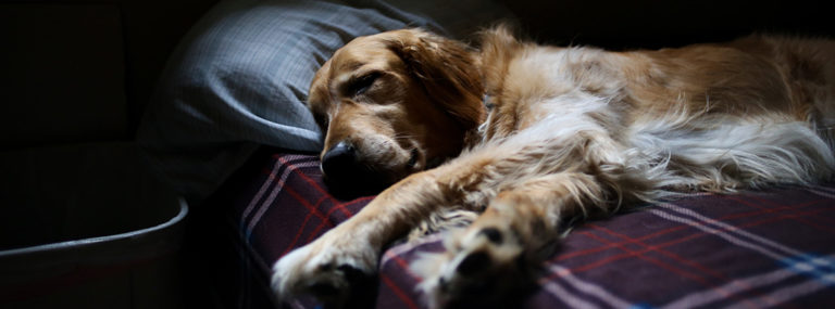 Memory Foam Dog Bed Made of Crumb Foam